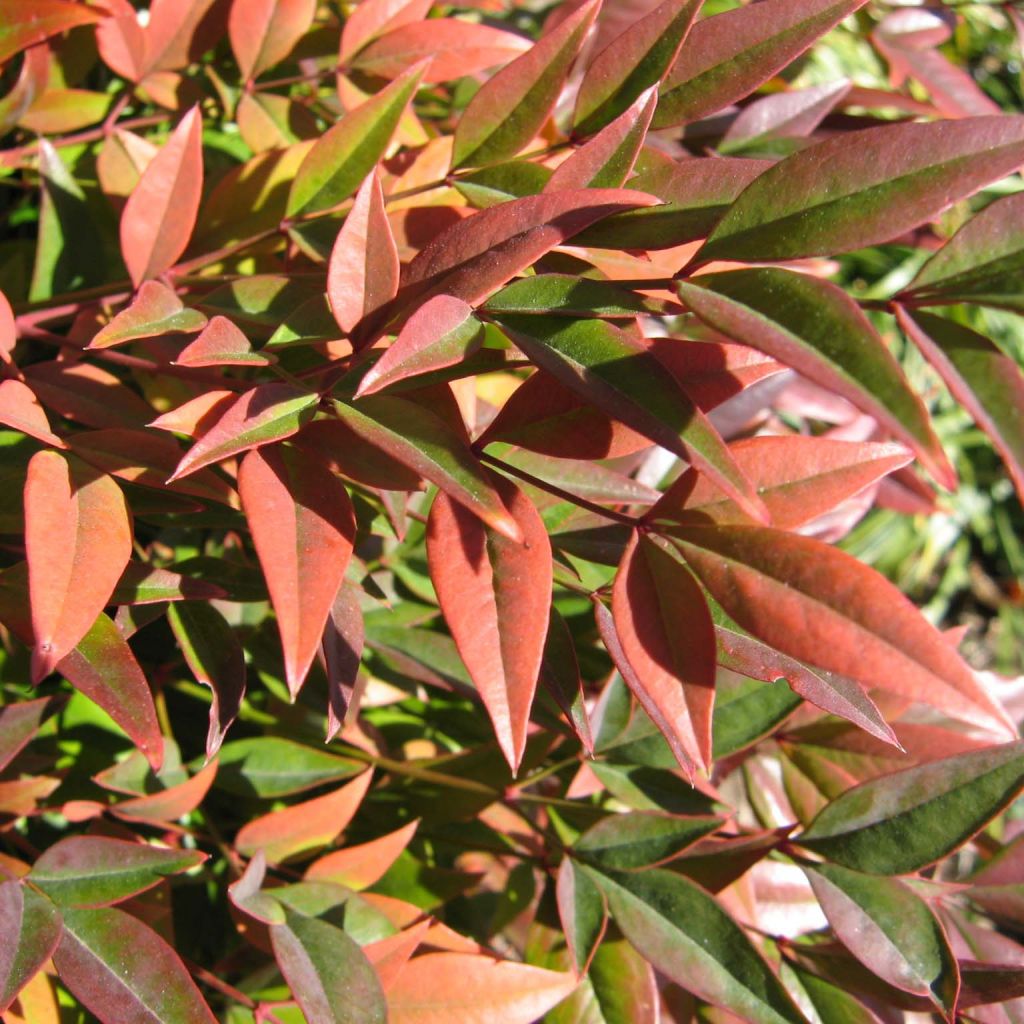 Nandina domestica Gulf Stream - Sacred Bamboo