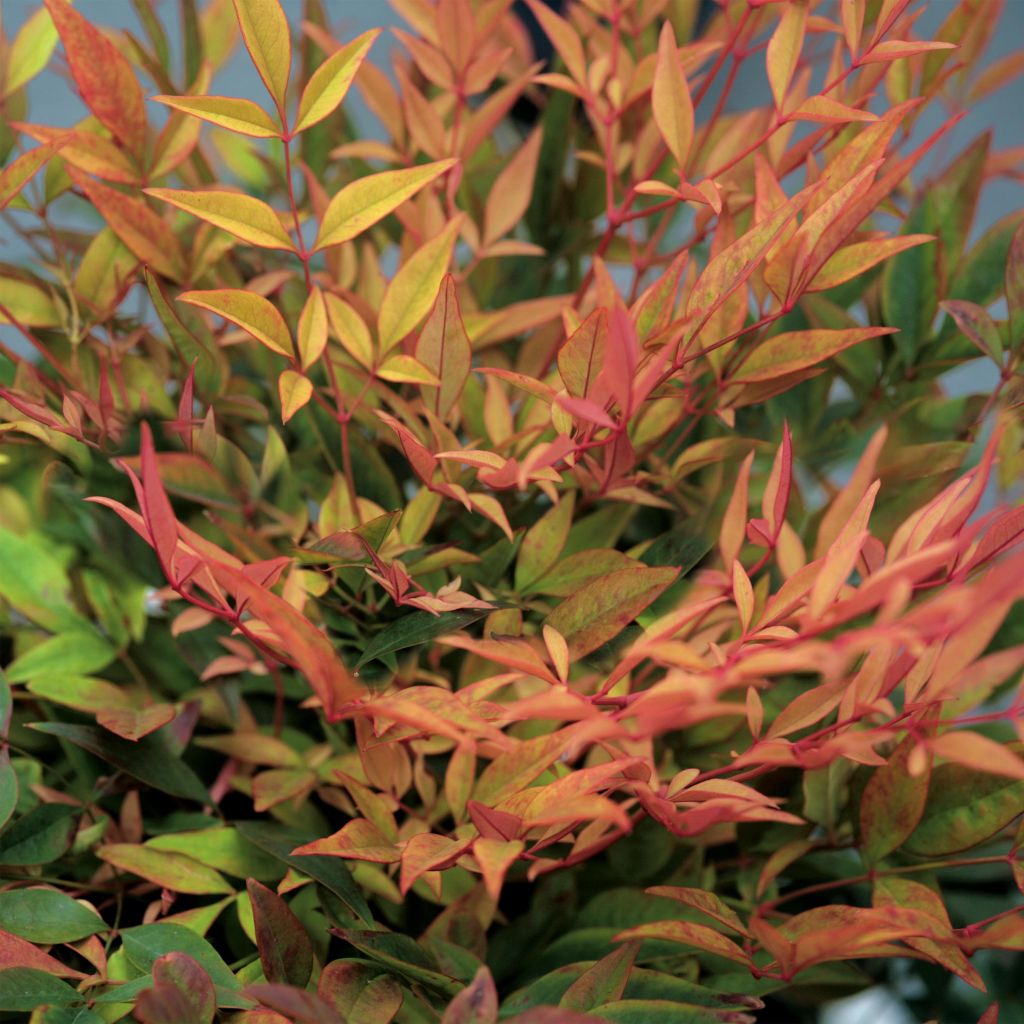 Nandina domestica Gulf Stream - Sacred Bamboo
