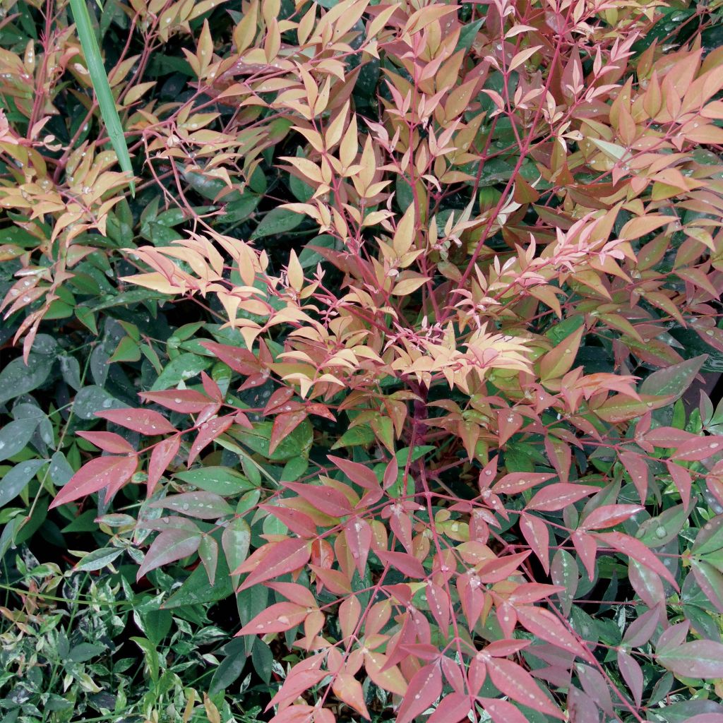 Nandina domestica Gulf Stream - Sacred Bamboo