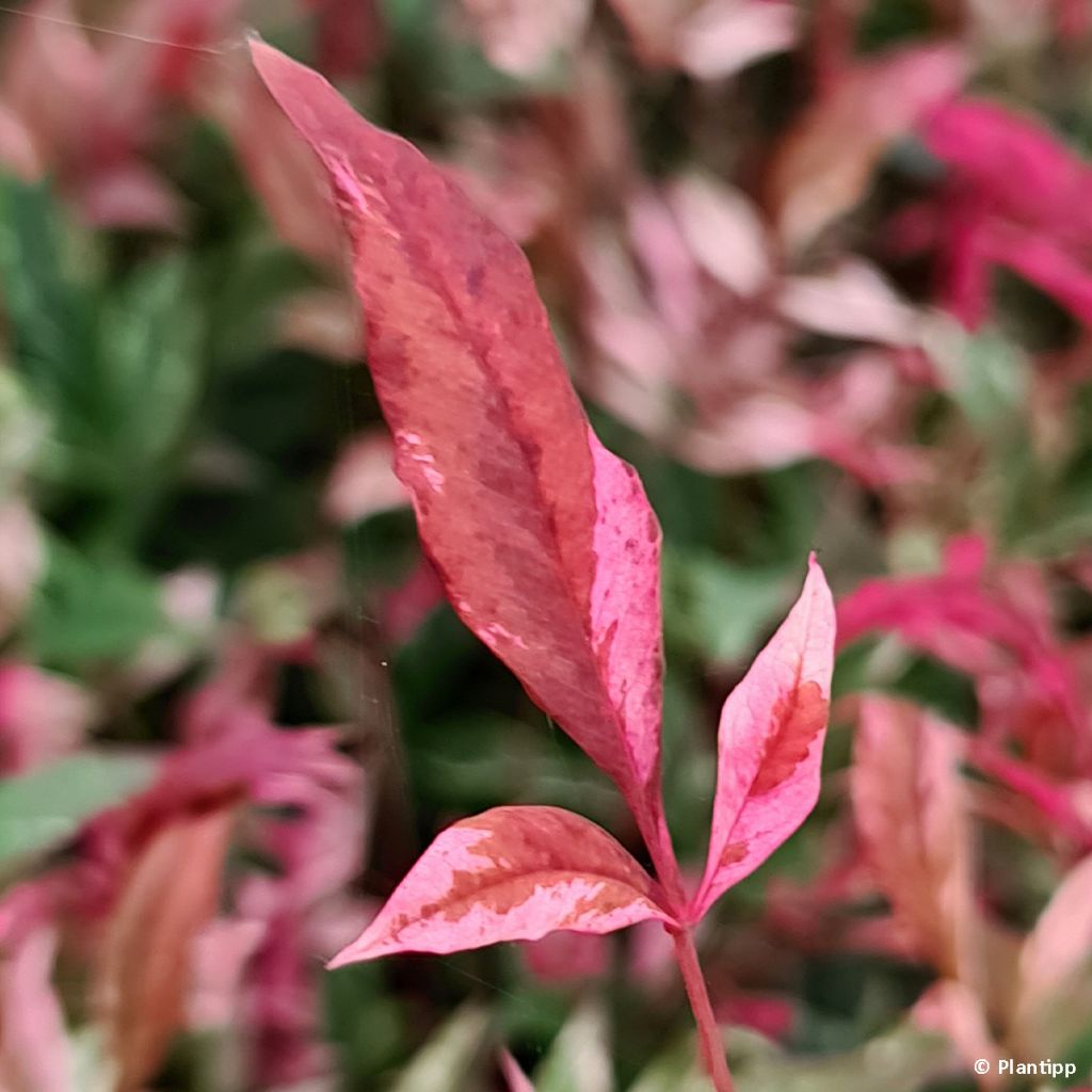 Nandina domestica Red Light - Sacred Bamboo