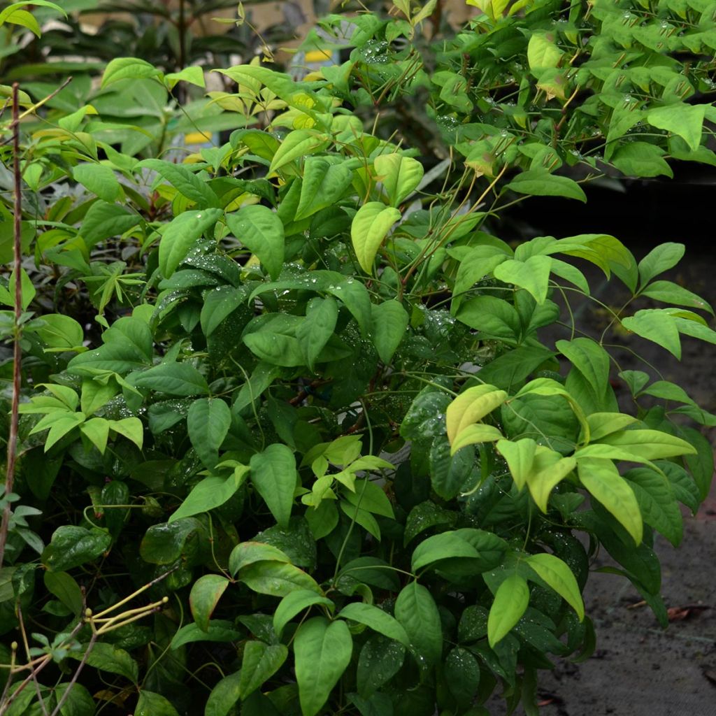 Nandina domestica Fire Power - Sacred Bamboo