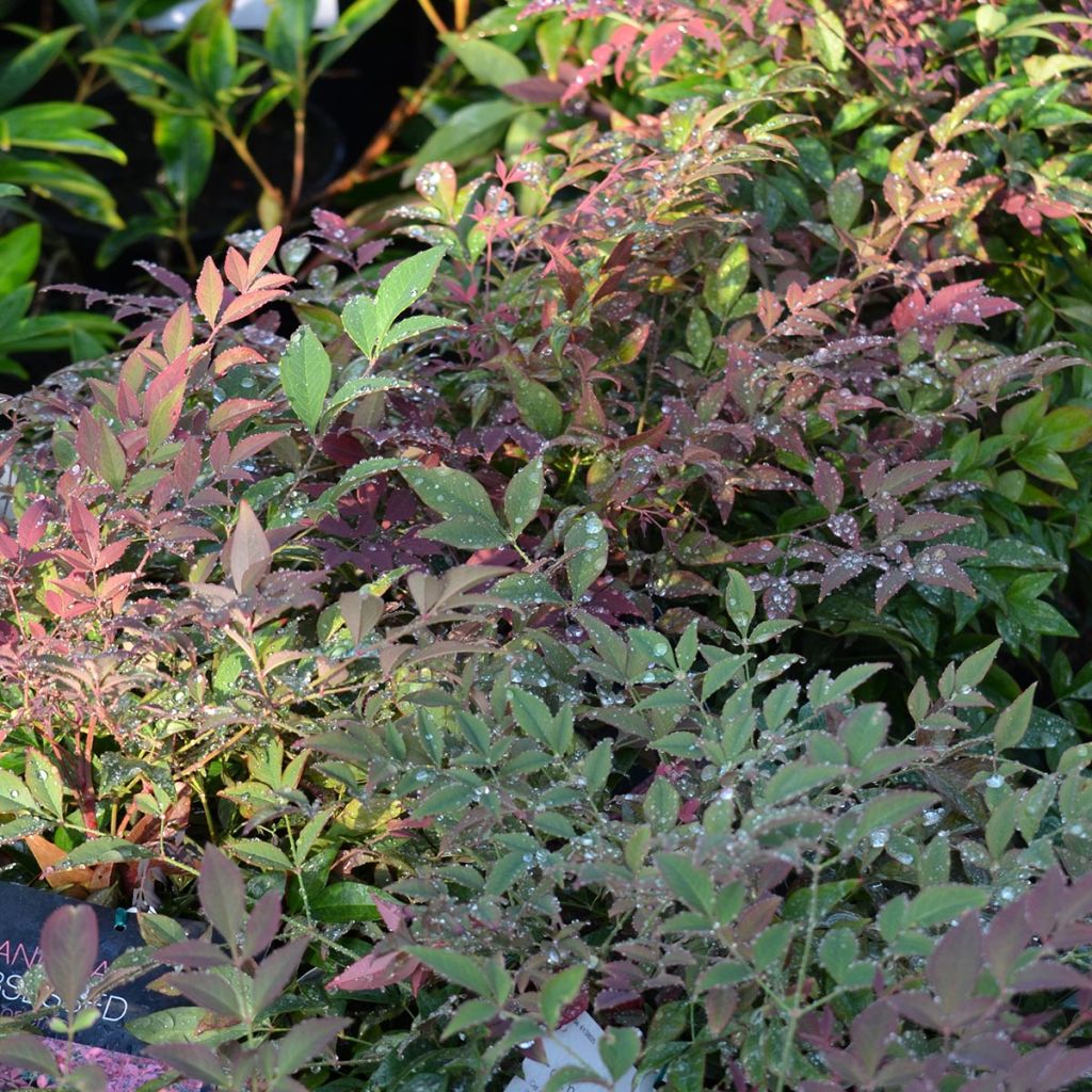 Nandina Obsessed Seika - Sacred Bamboo