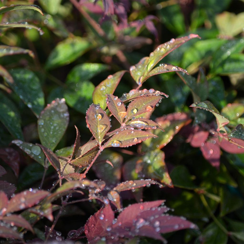 Nandina Obsessed Seika - Sacred Bamboo