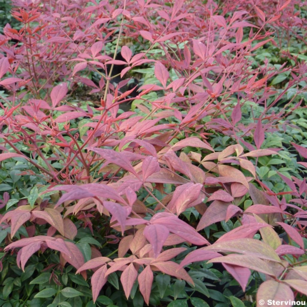 Nandina Obsessed Seika - Sacred Bamboo