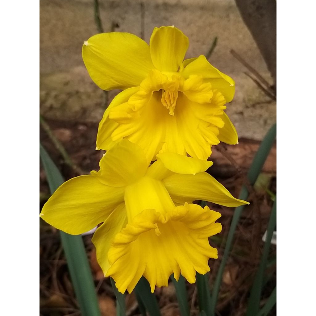 Narcissus 'Dutch Master'
