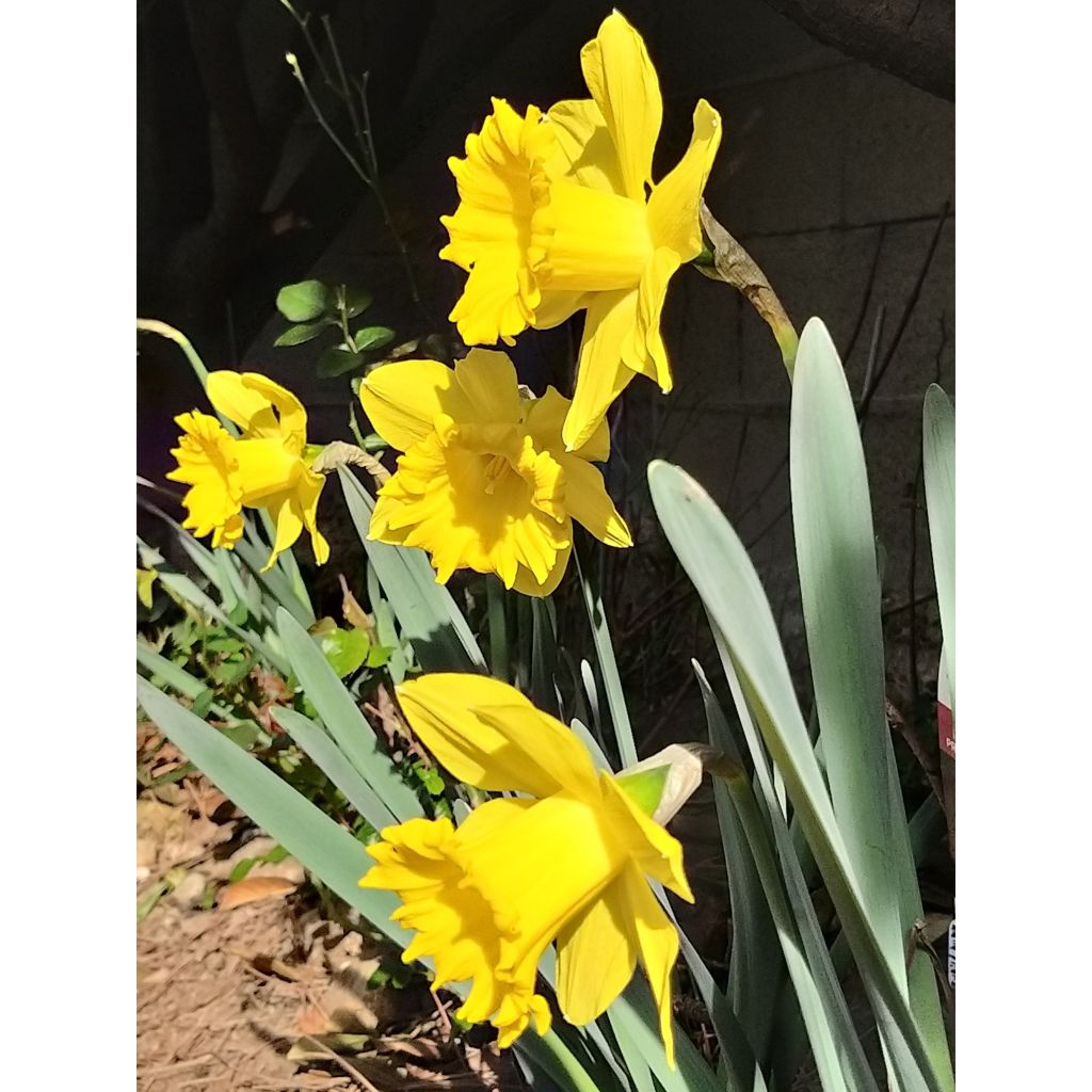 Narcissus 'Dutch Master'