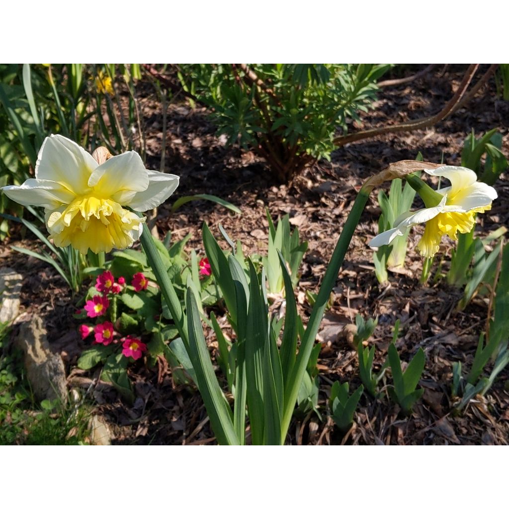 Narcissus Ice King - Daffodil