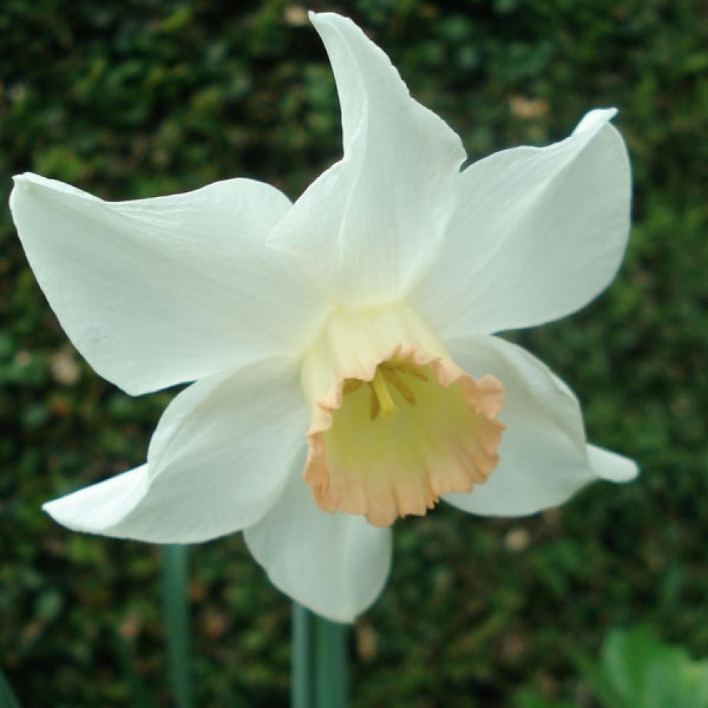 Narcissus Salome