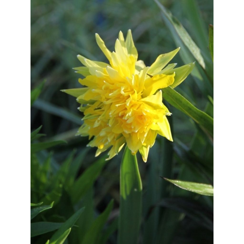 Narcissus pumilus Rip van Winkle