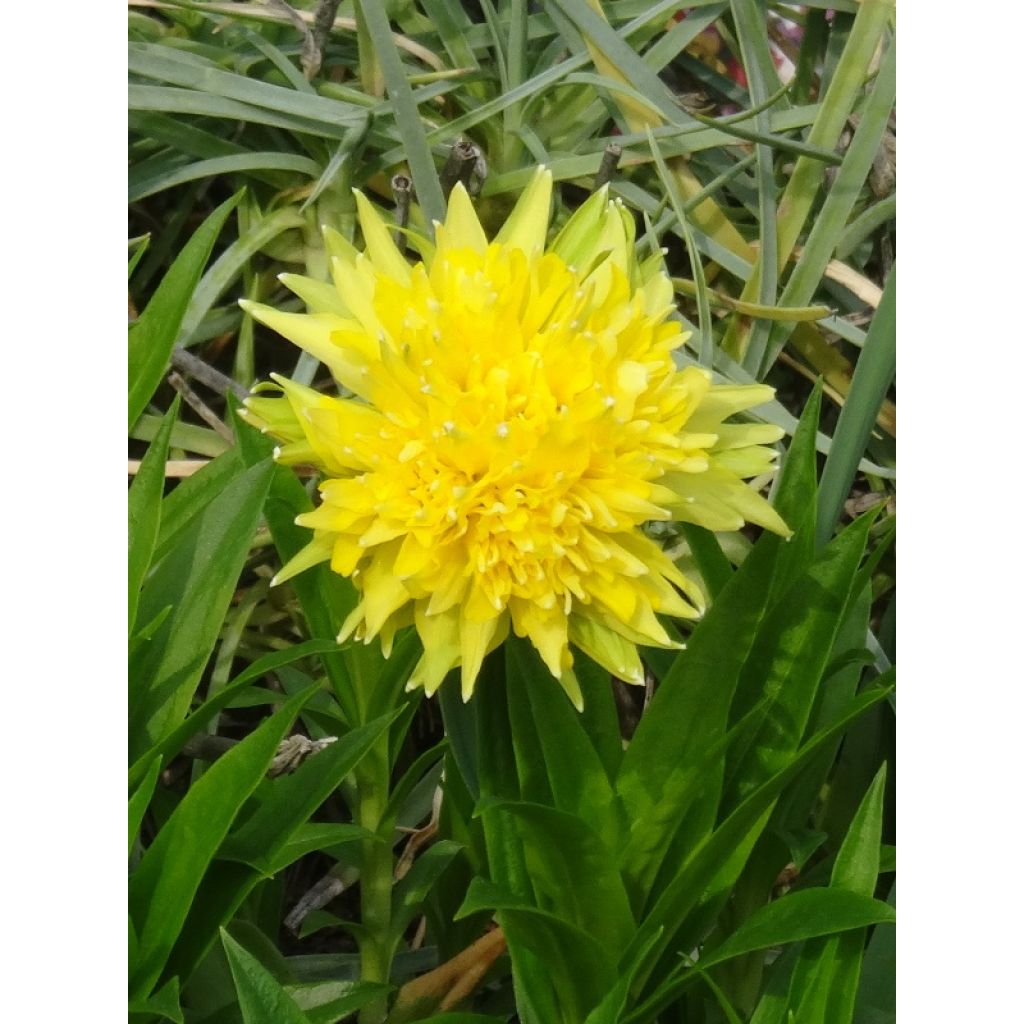 Narcissus pumilus Rip van Winkle