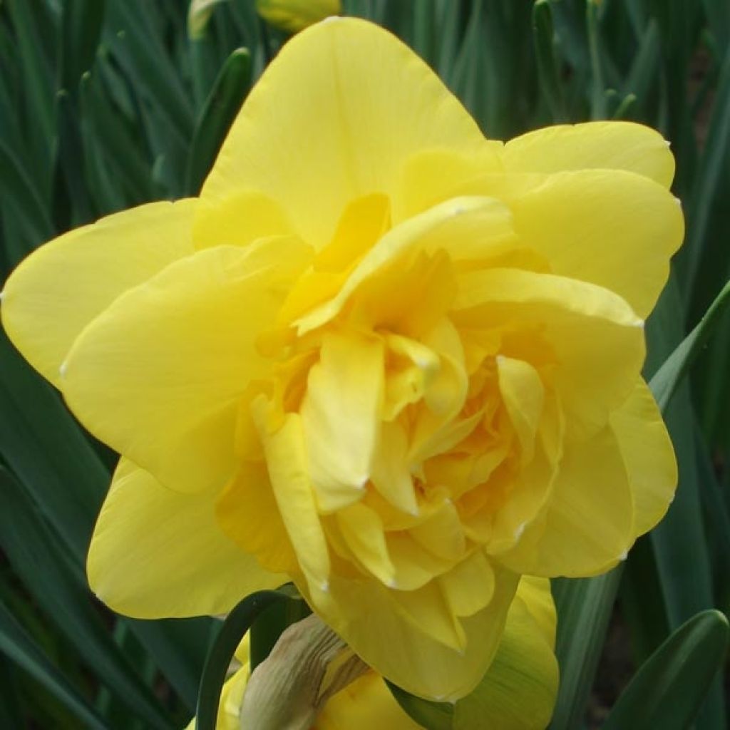 Narcissus Sherborne