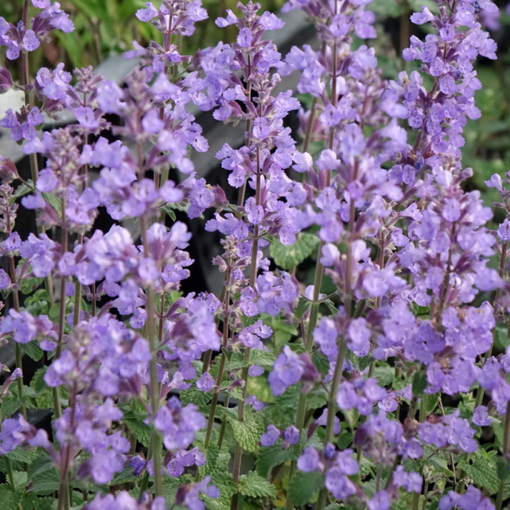 Nepeta faassenii Cats Pajamas - Catnip