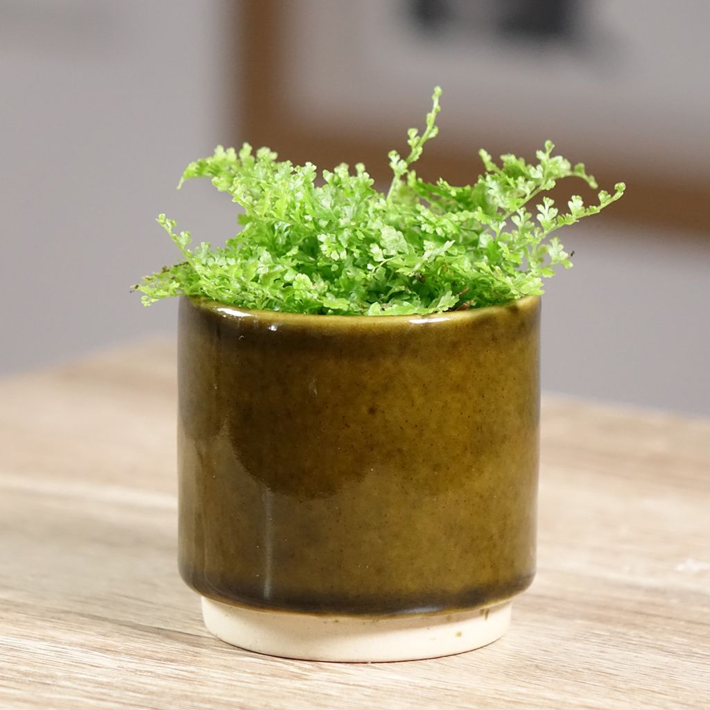 Nephrolepis exaltata 'Cotton Candy' - Fougère de Boston Cotton Candy, Néphrolépide élevé Cotton Candy