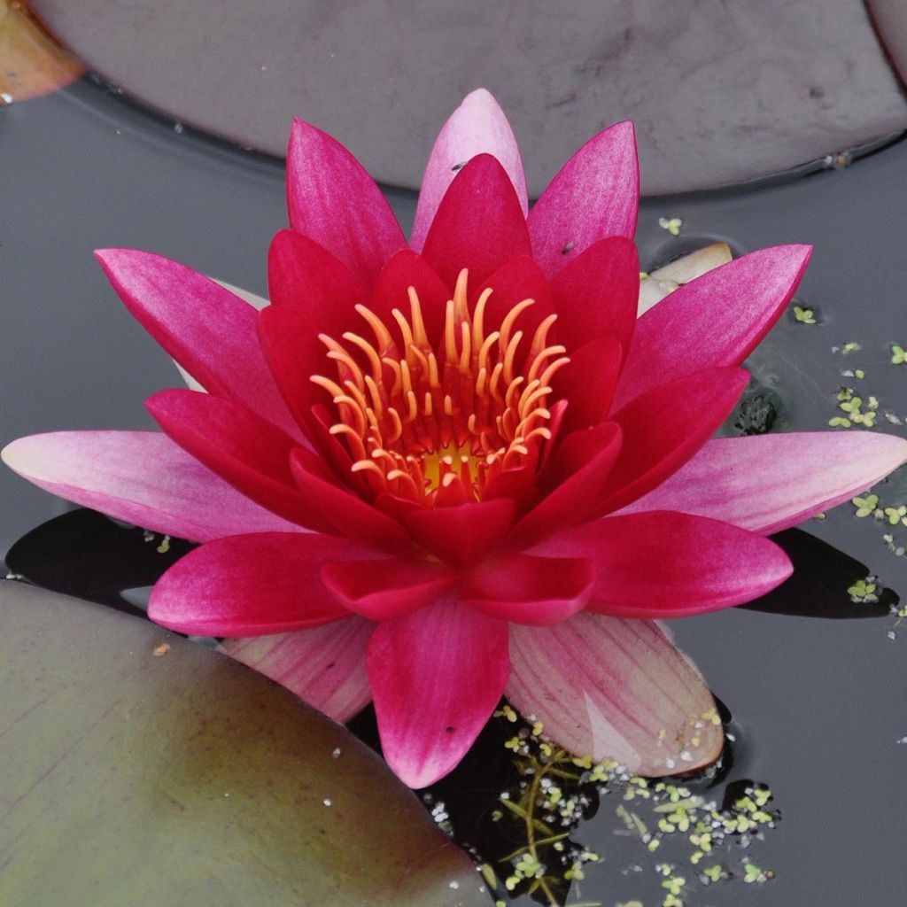 Nymphaea Attraction - Water Lily