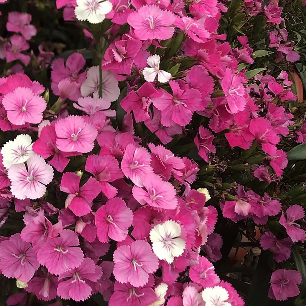 Dianthus Jolt Pink