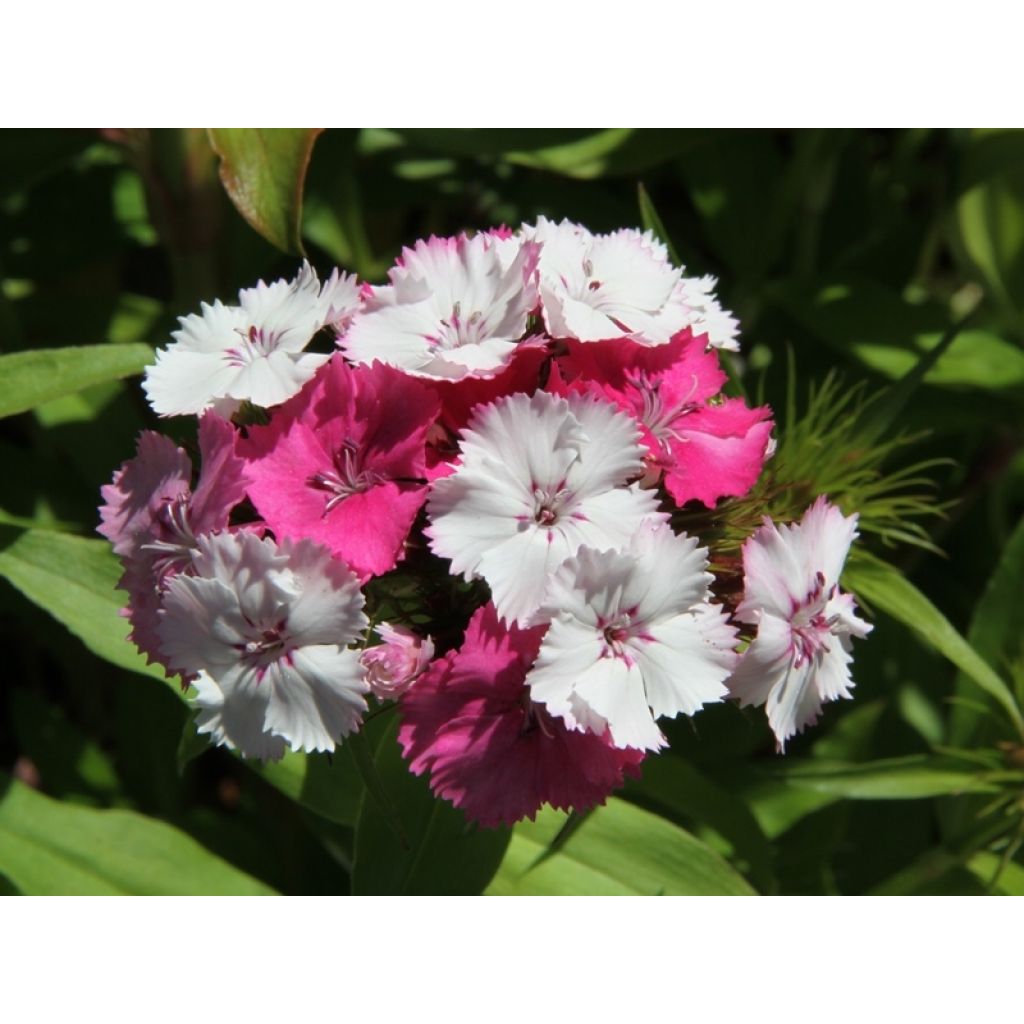Kaleidoscope Mixed Poets Eye seeds - Dianthus barbatus