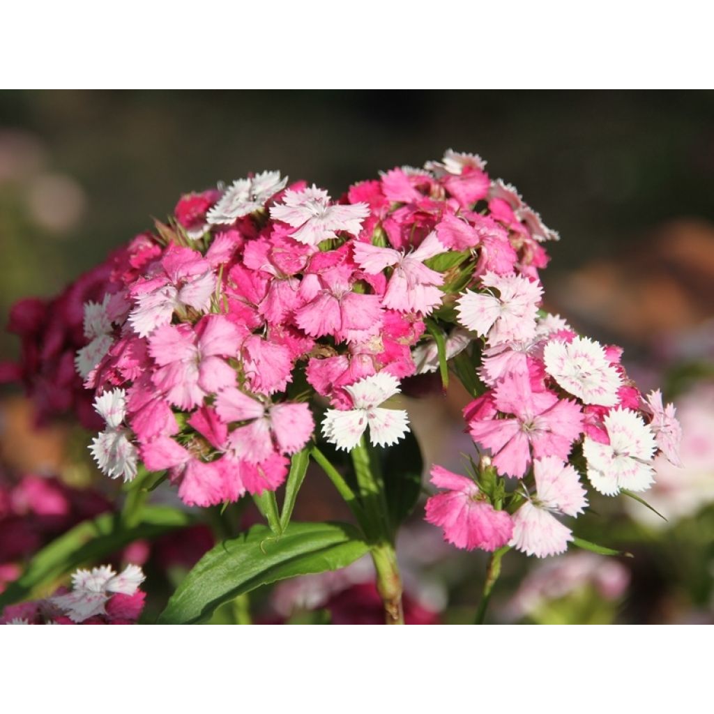 Kaleidoscope Mixed Poets Eye seeds - Dianthus barbatus