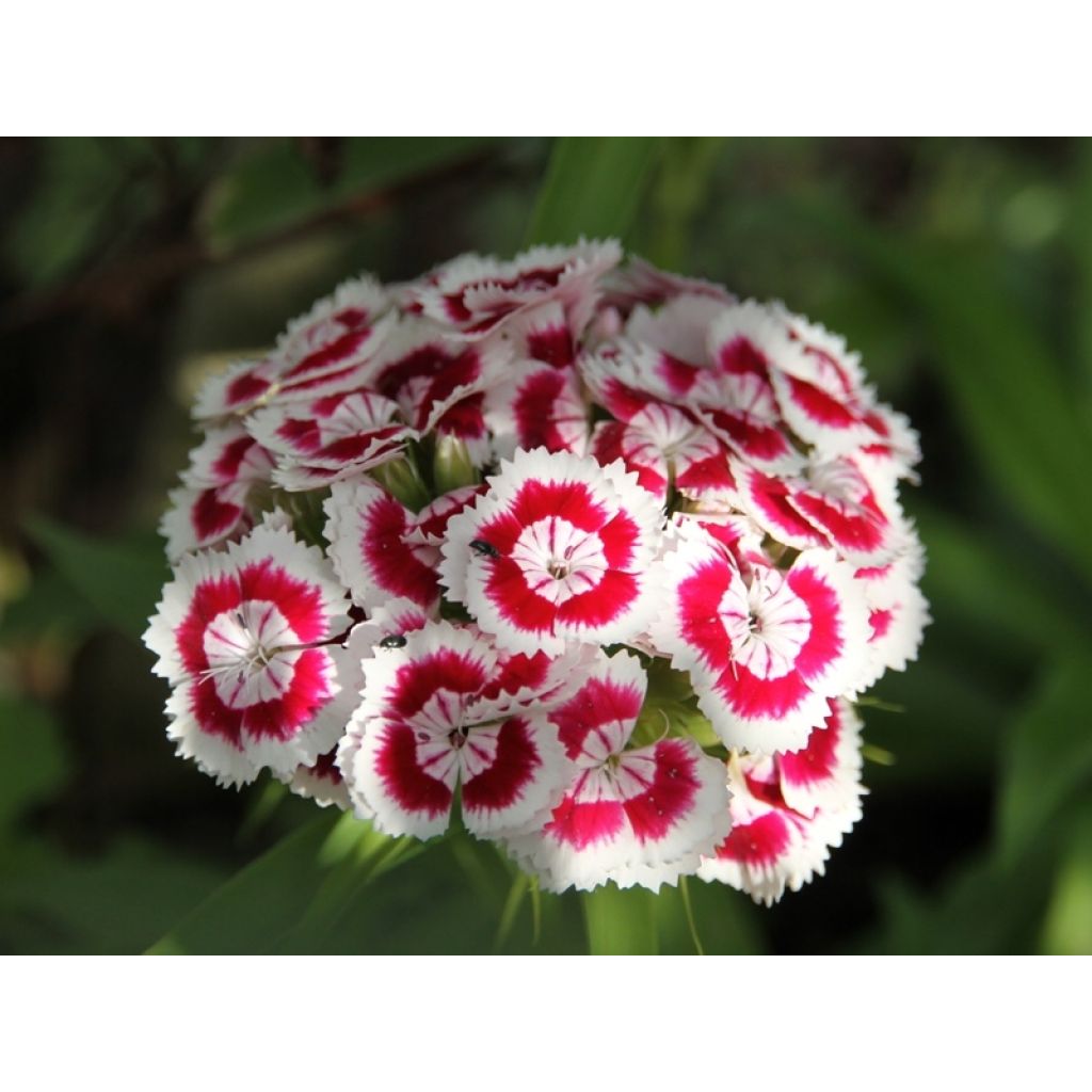 Dianthus barbatus Mix