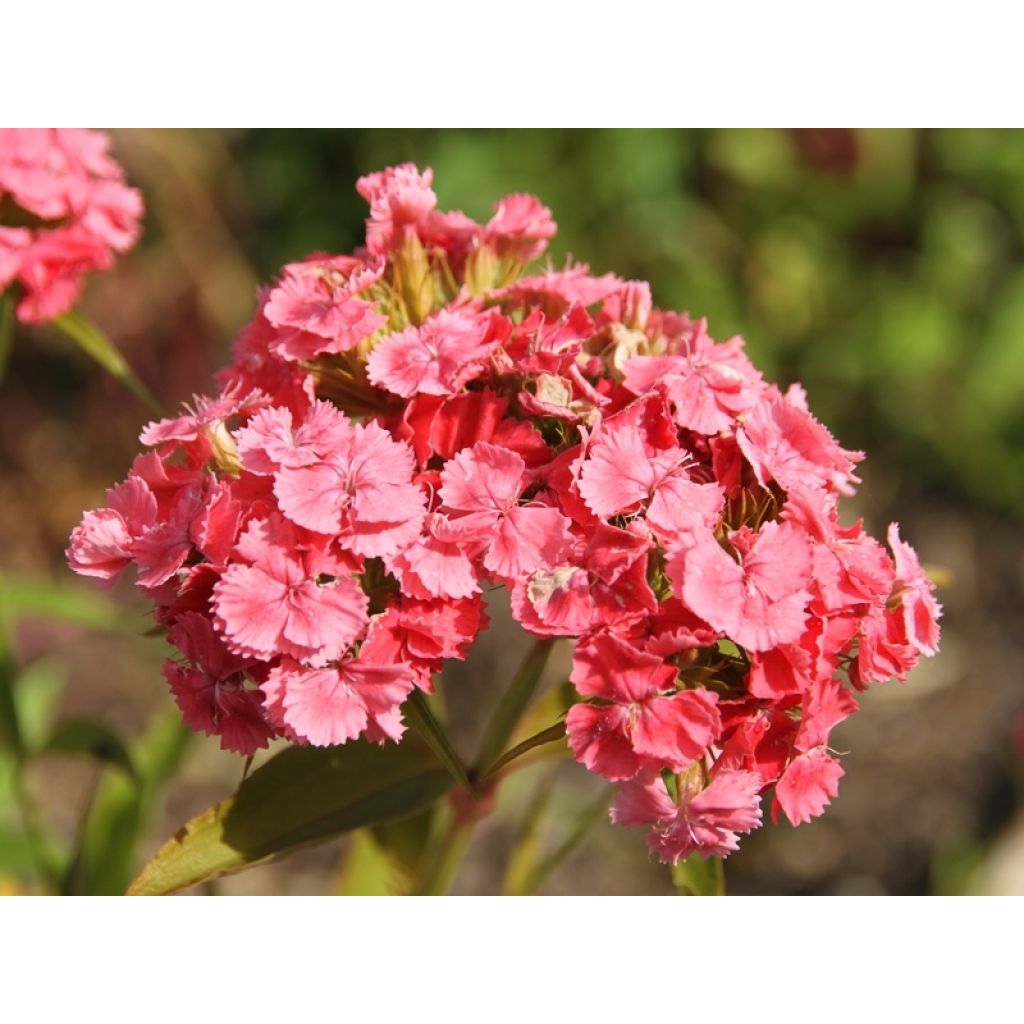 Dianthus barbatus Mix