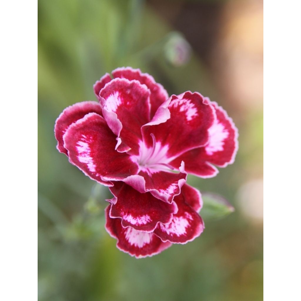 Dianthus allwoodii Romeo