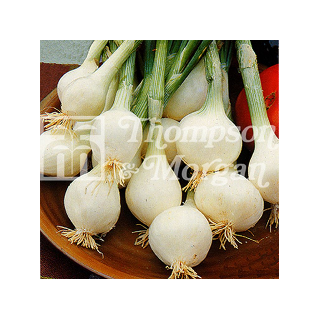Onion Paris Silverskin - Allium cepa seeds