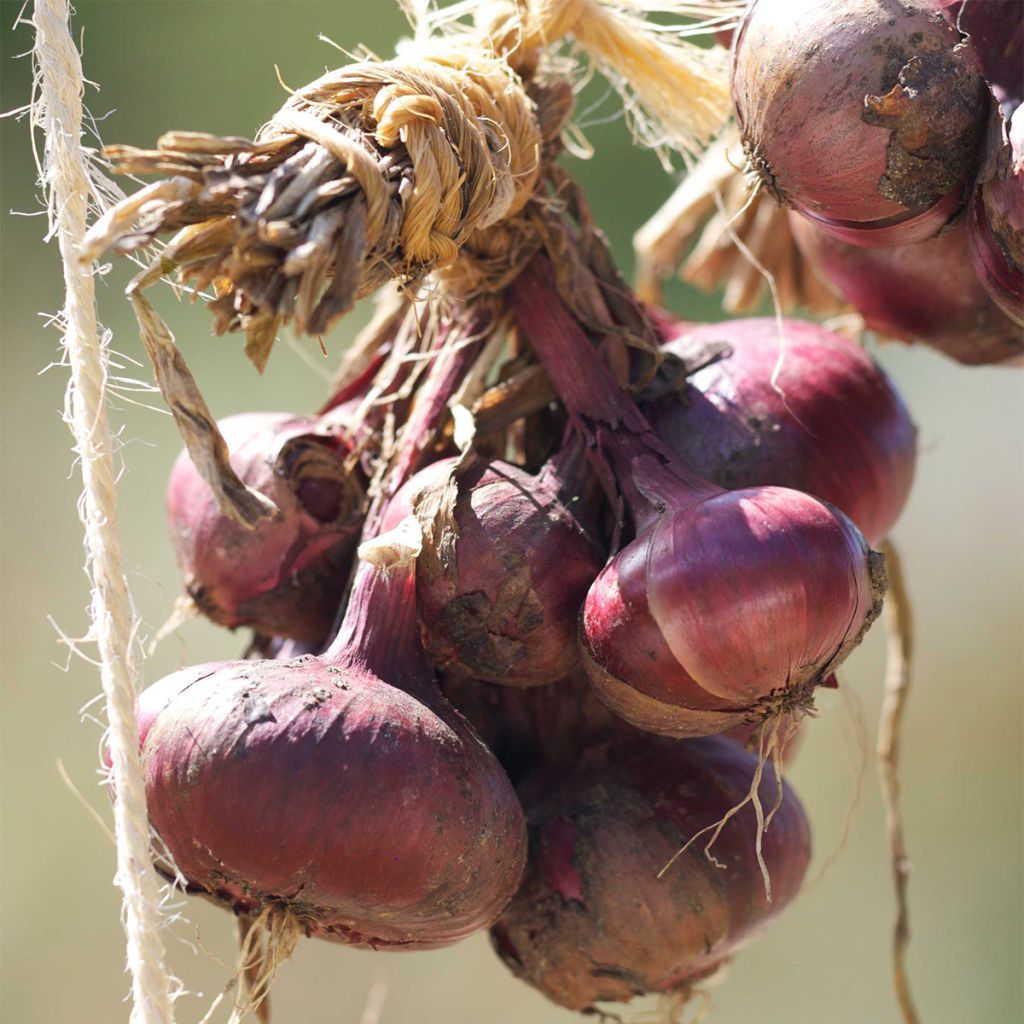Onion Red Brunswick - Ferme de Ste Marthe untreated seeds