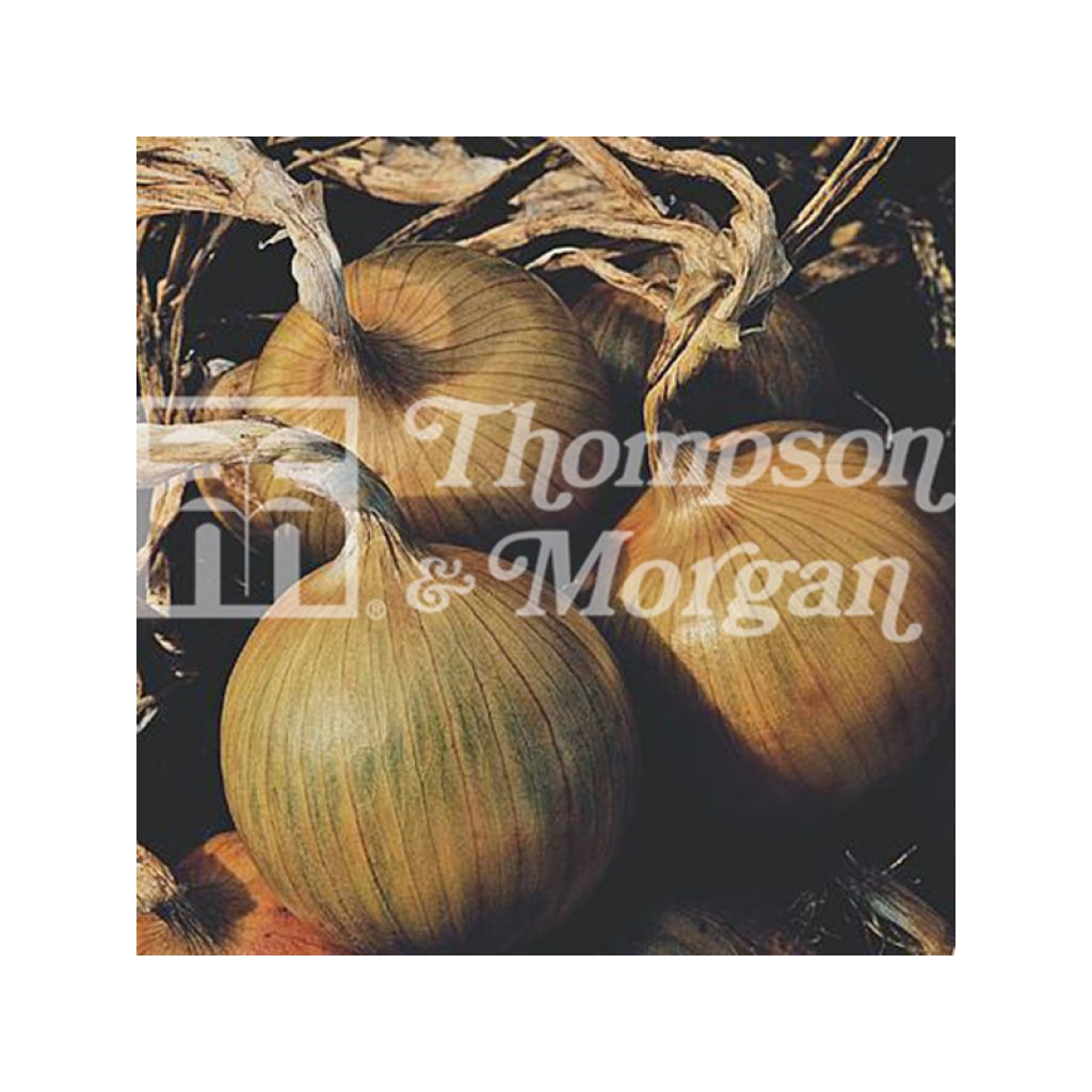 Santero F1 Rijnsburger type Onion - Allium cepa