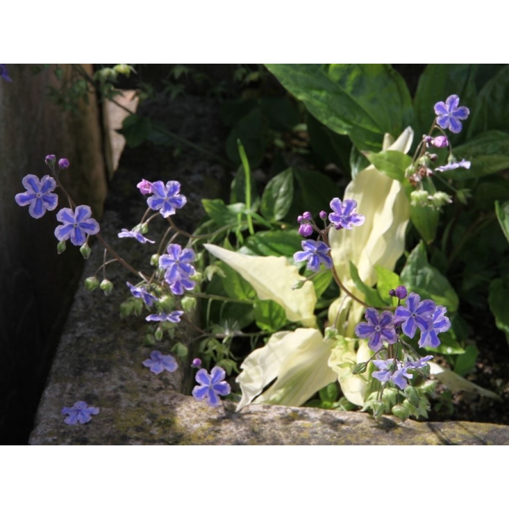 Omphalodes cappadocica Starry Eyes