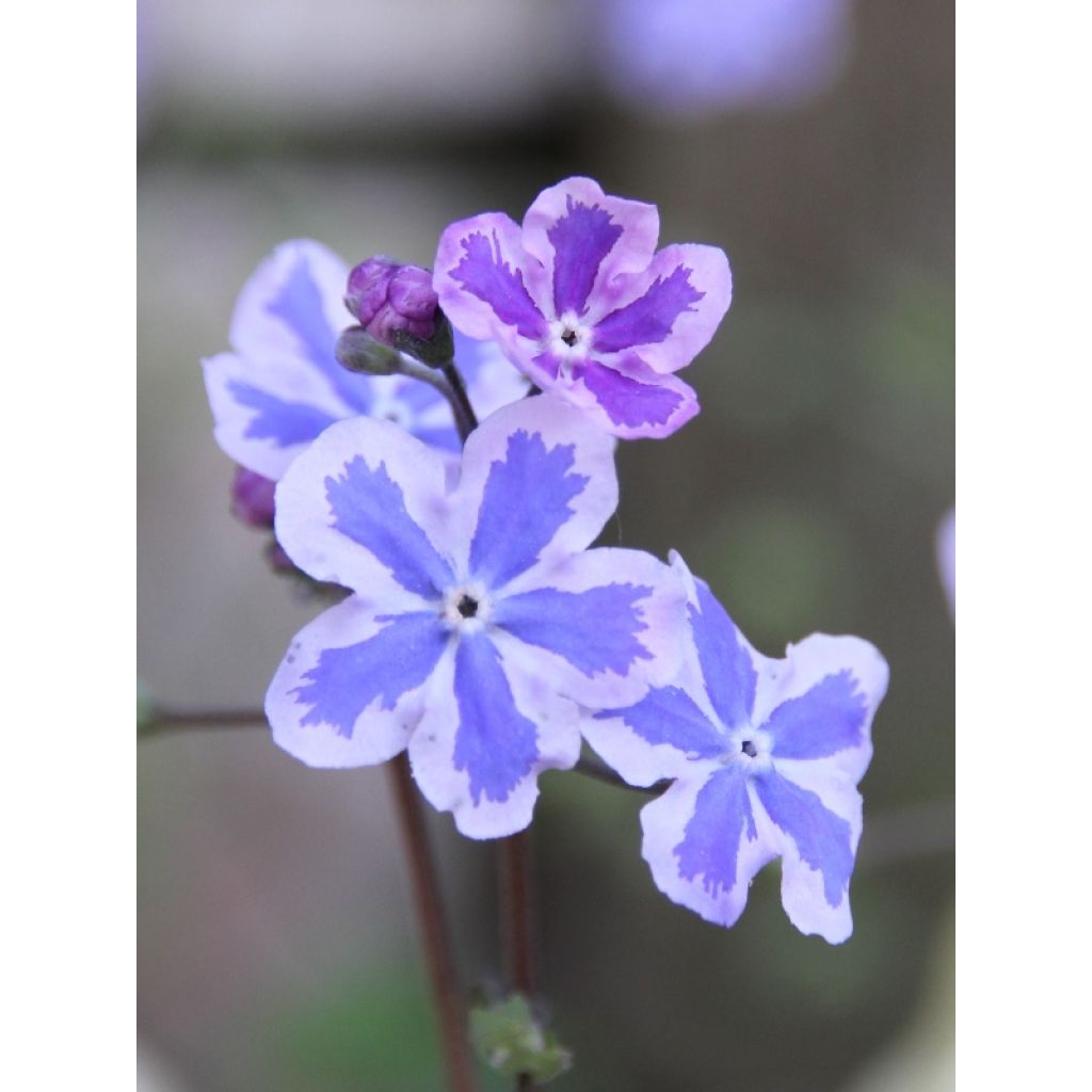 Omphalodes cappadocica Starry Eyes