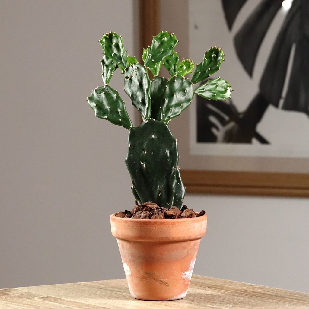 Opuntia jamaicensis - Jamaica prickly pear