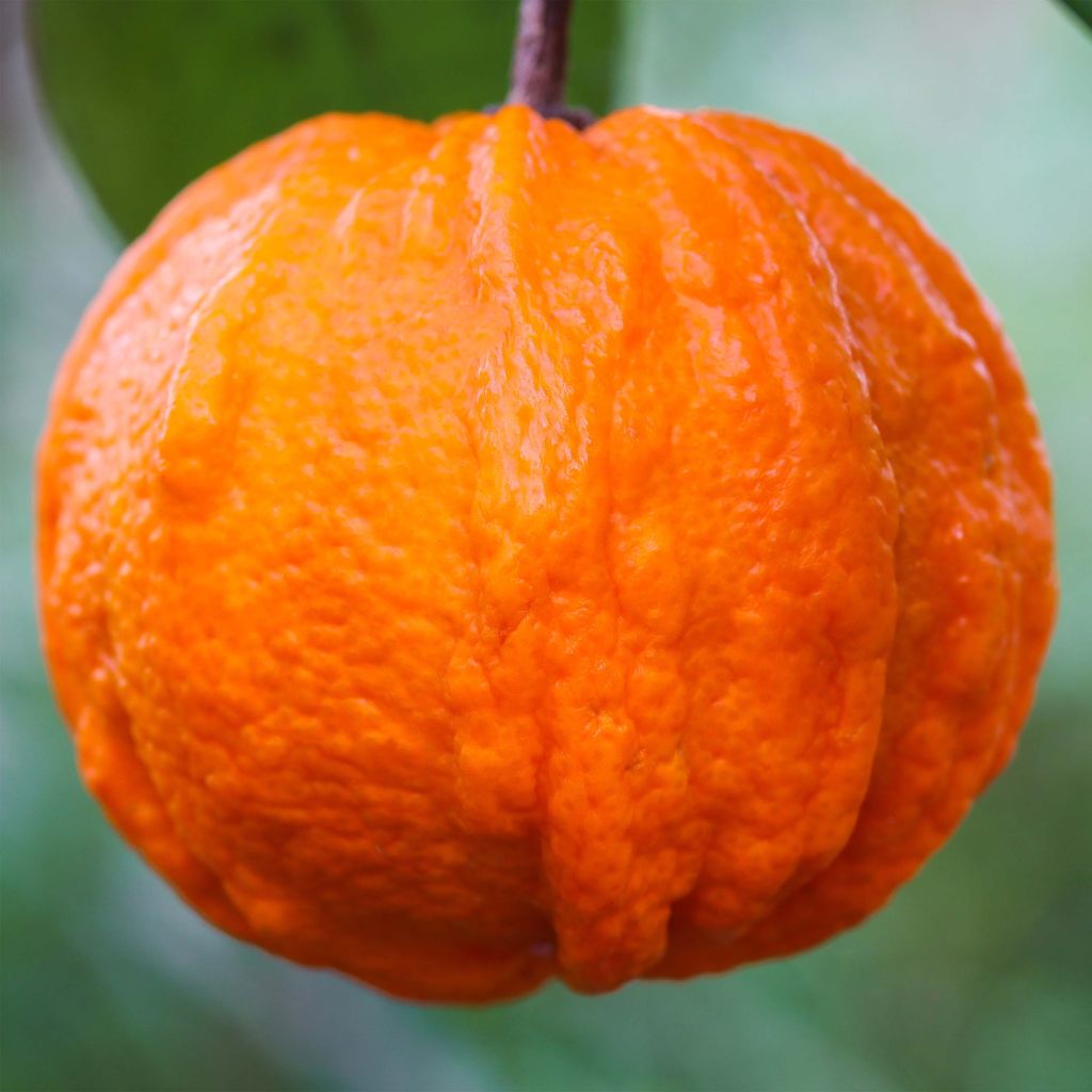 Citrus Corrugata - Bitter Orange