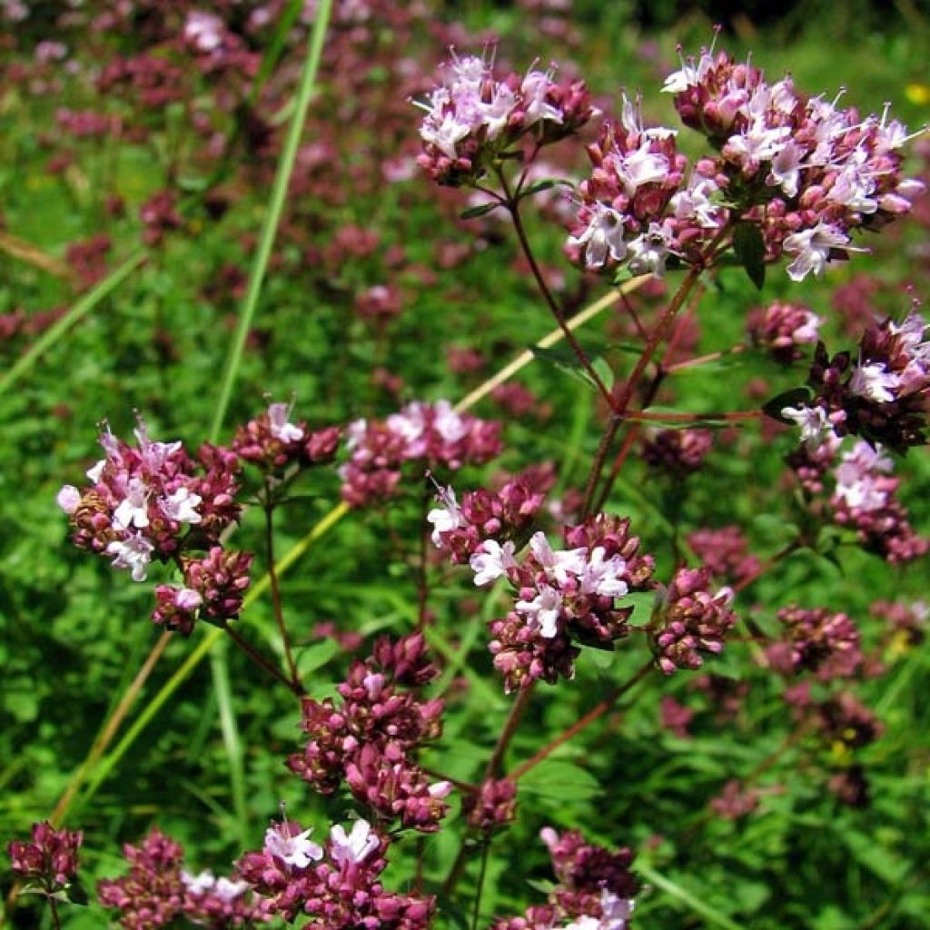 Origanum Rosenkuppel - Oregano
