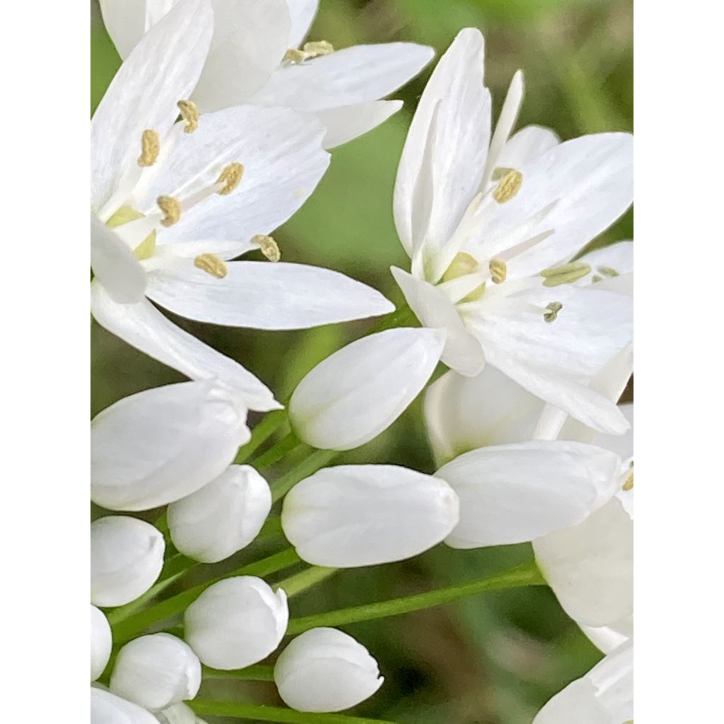 Ornithogalum balansae