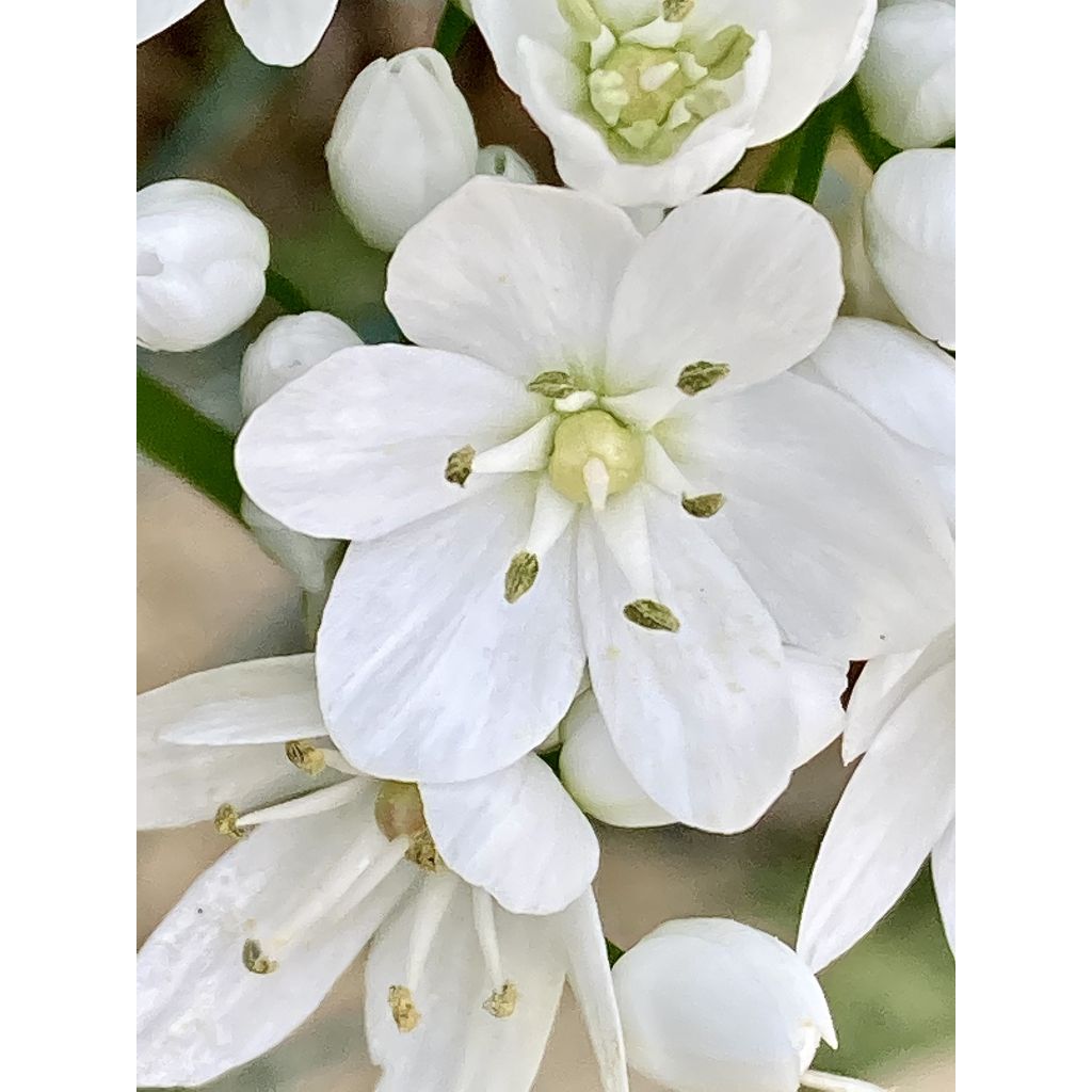 Ornithogalum balansae