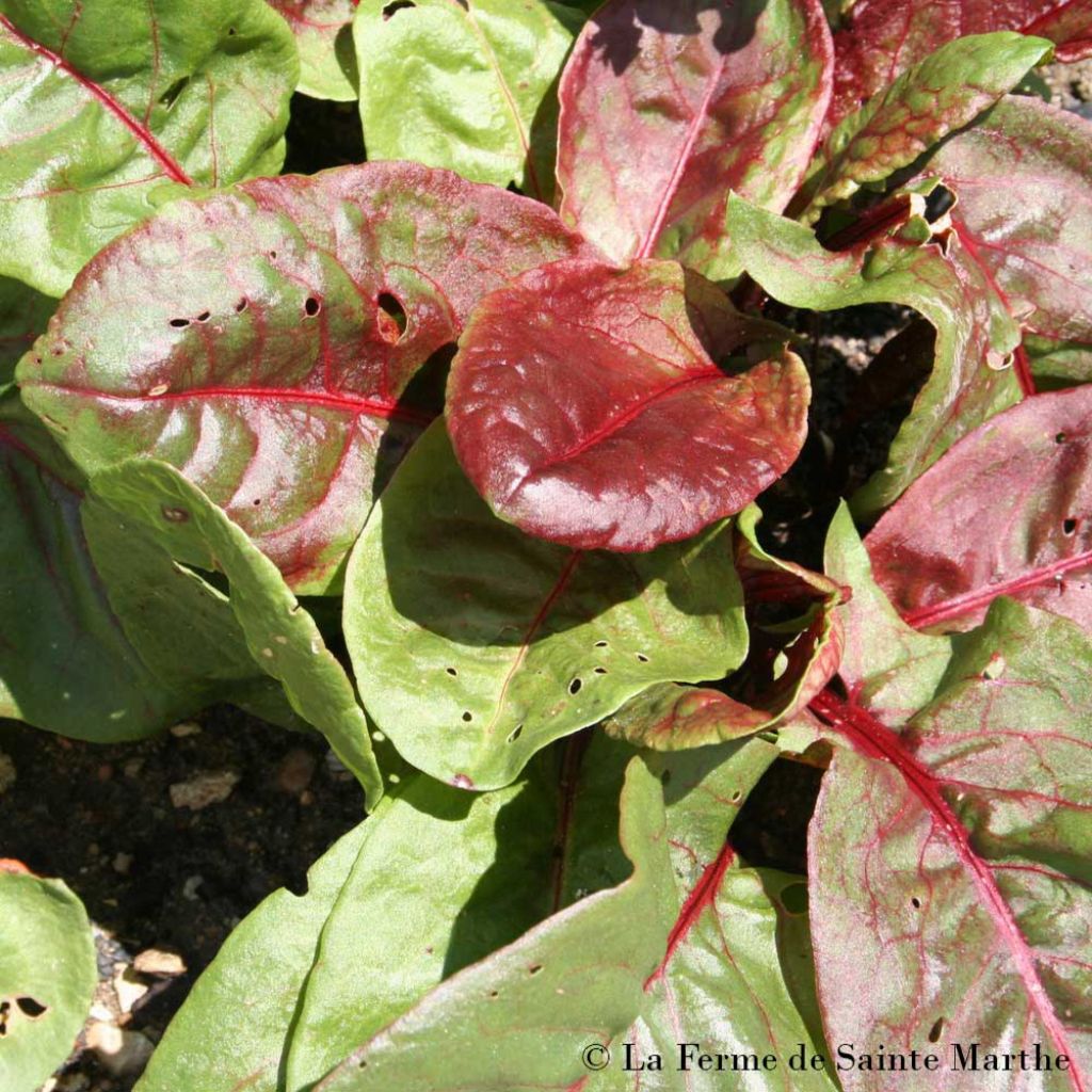 Organic Blood Sorrel (Purple Sorrel) - Ferme de Sainte Marthe seeds