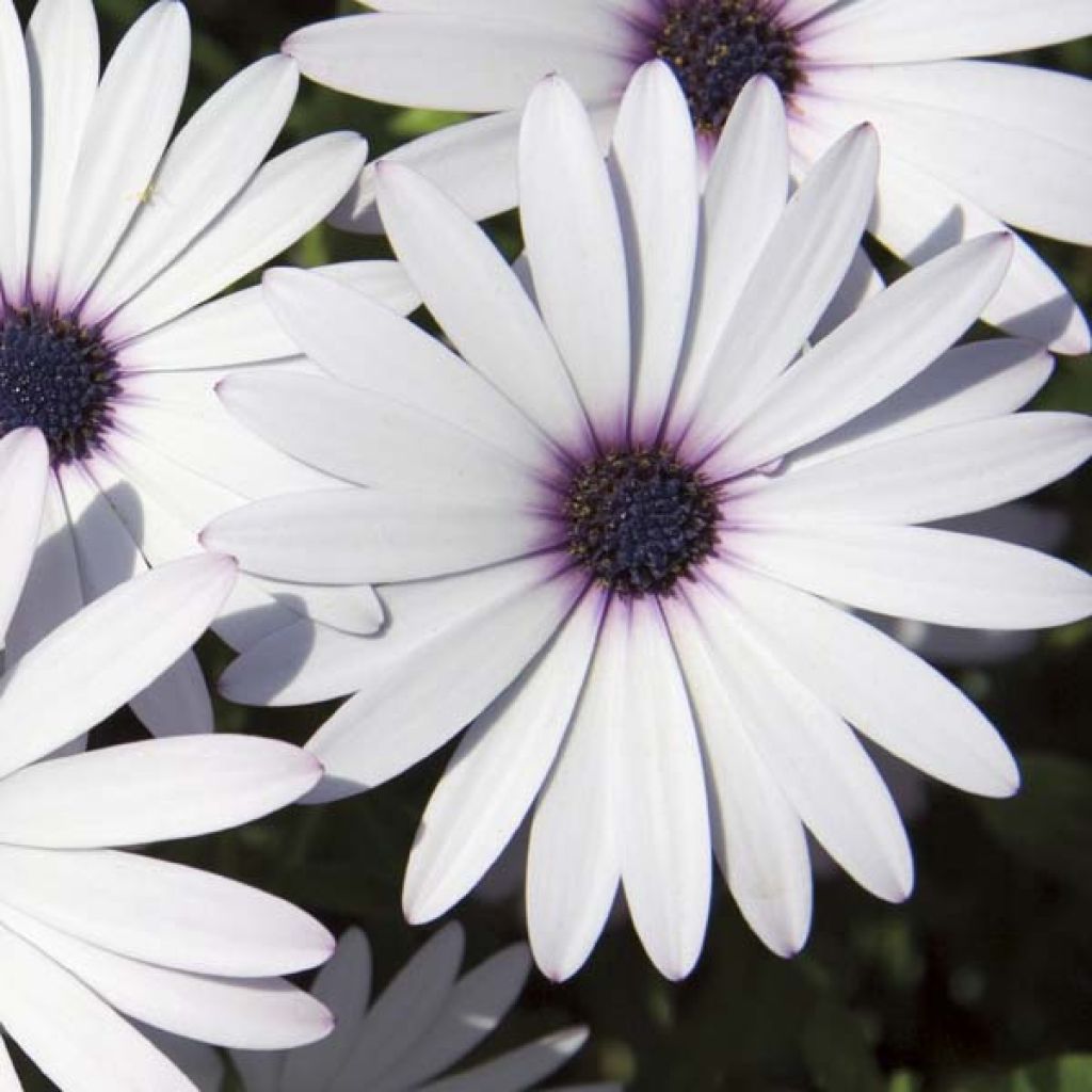 Osteospermum Cape Daisy White