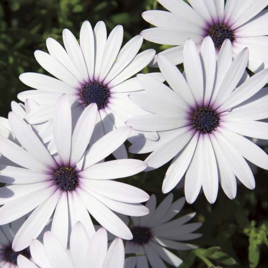 Osteospermum Cape Daisy White