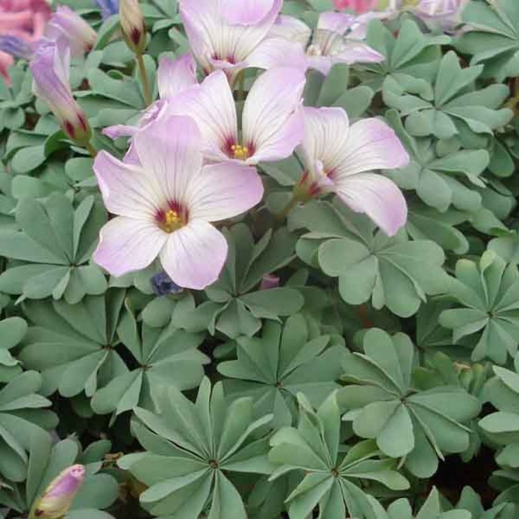 Oxalis adenophylla 