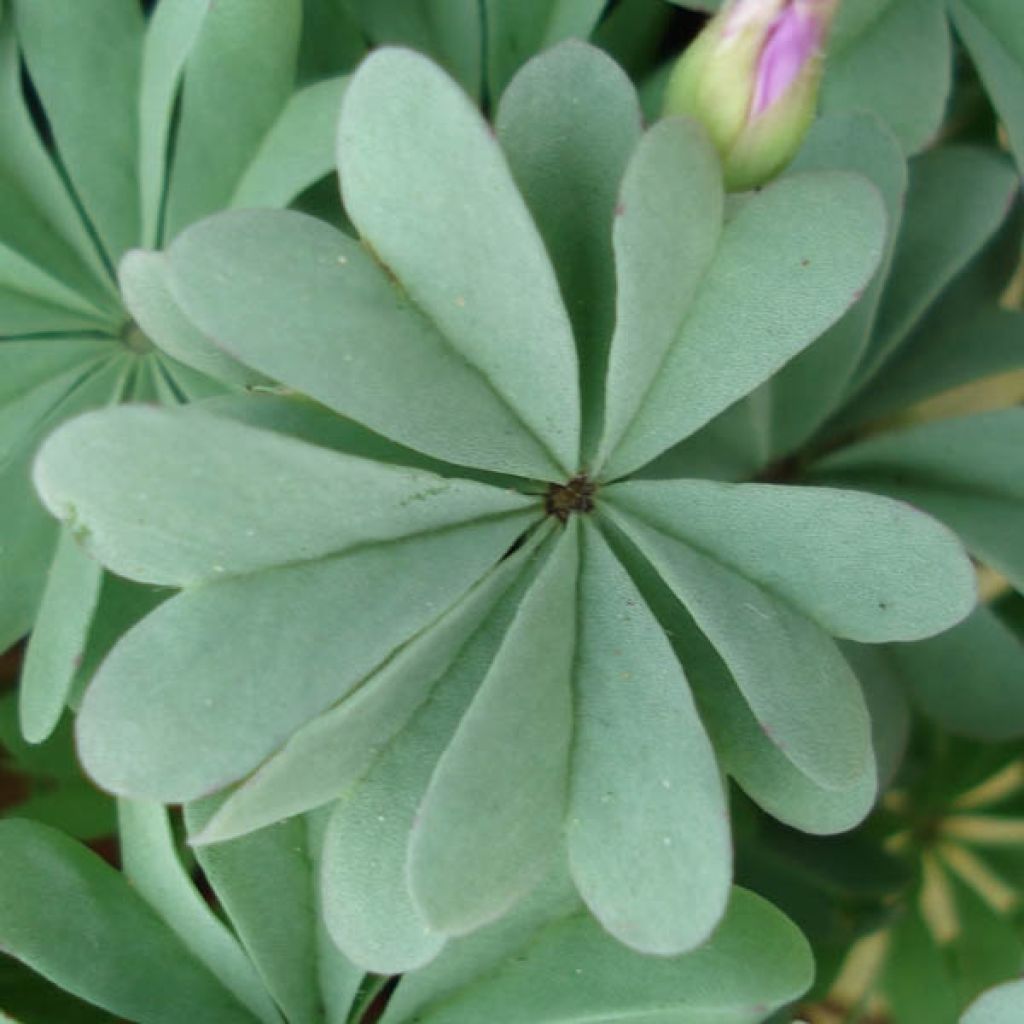 Oxalis adenophylla 