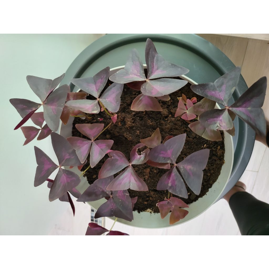 Oxalis triangularis 