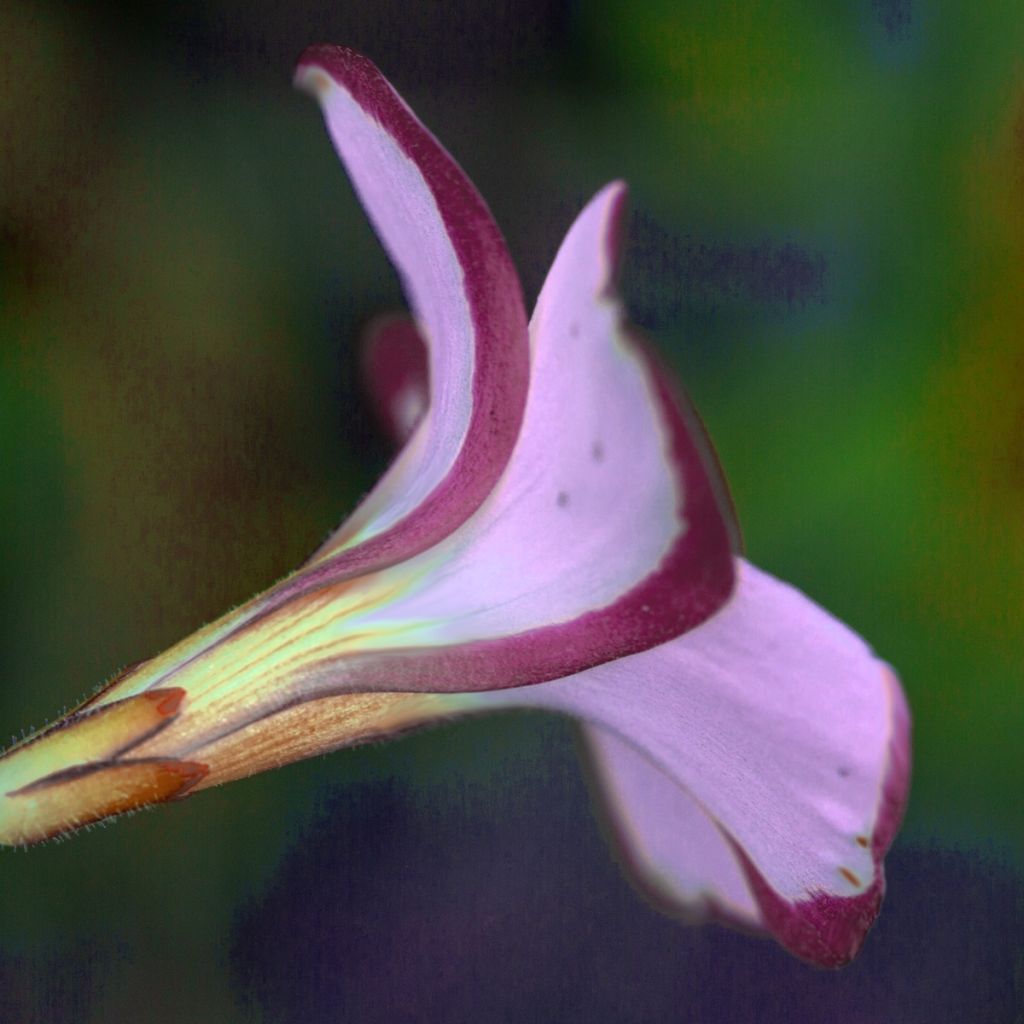 Oxalis versicolor 'Autumn Pink' (Automne Rose)