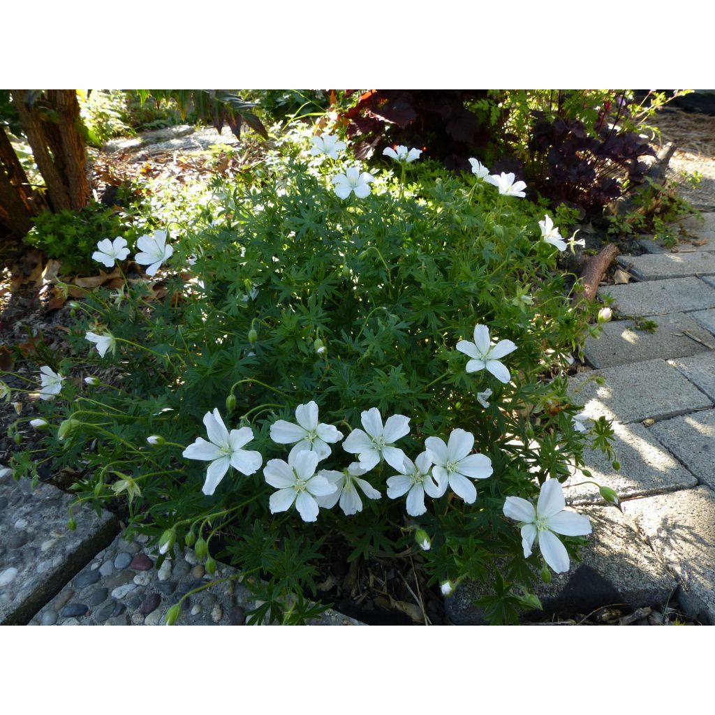 Geranium sanguineum Album