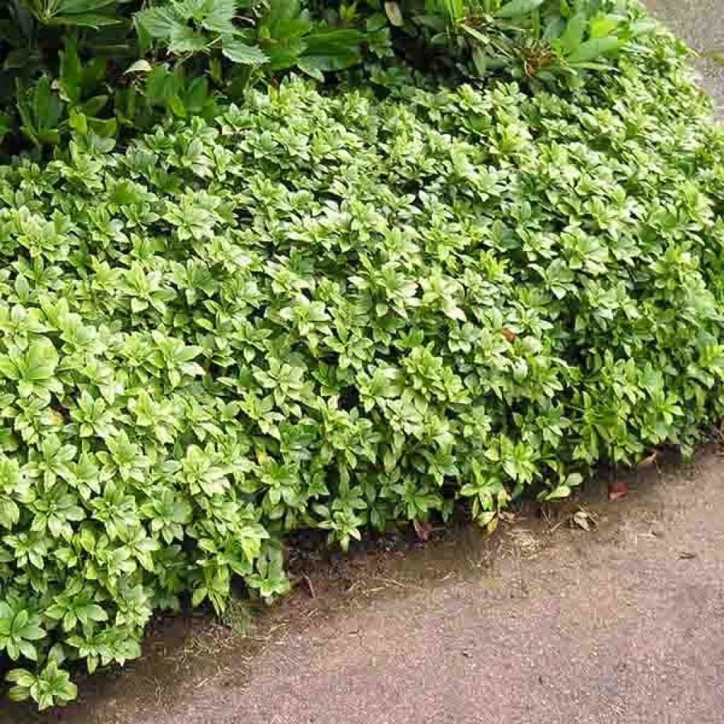 Pachysandra terminalis - Japanese Spurge