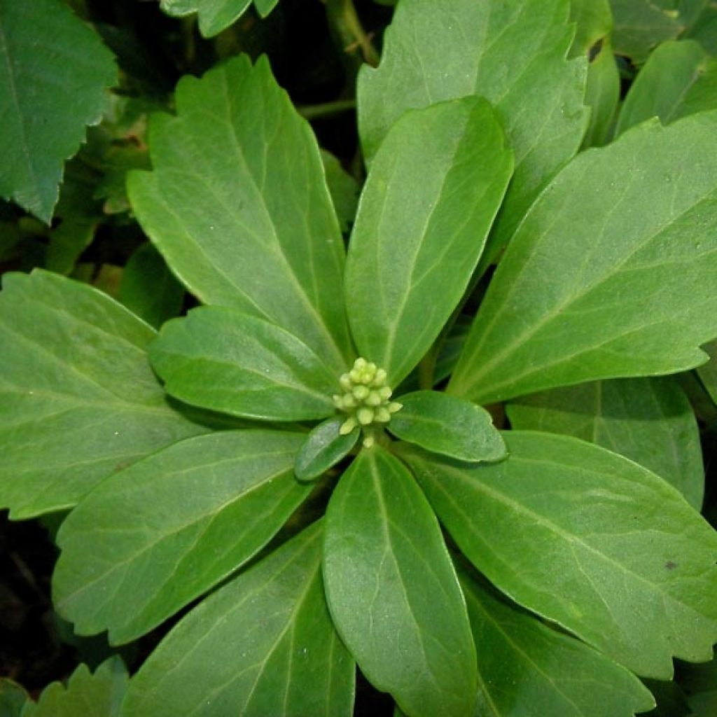 Pachysandra terminalis - Japanese Spurge
