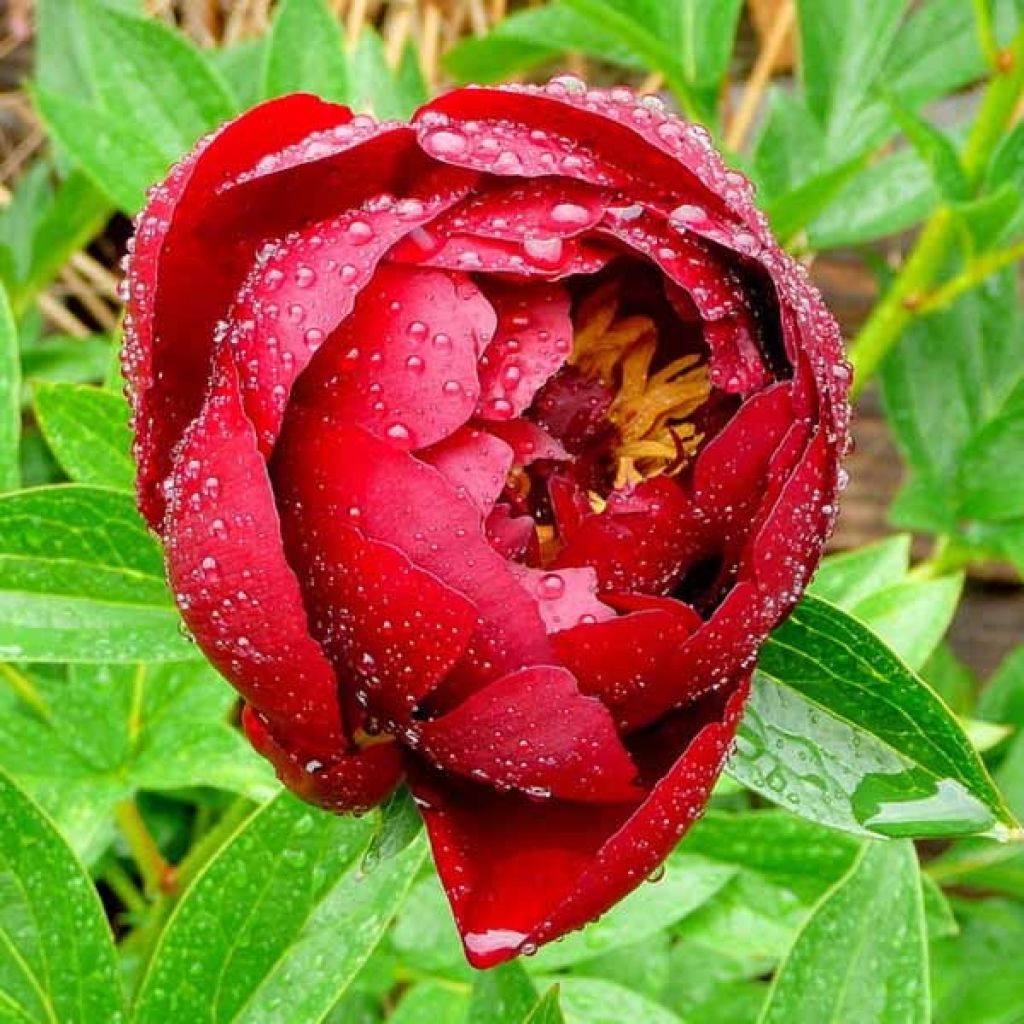 Paeonia lactiflora Buckeye Belle