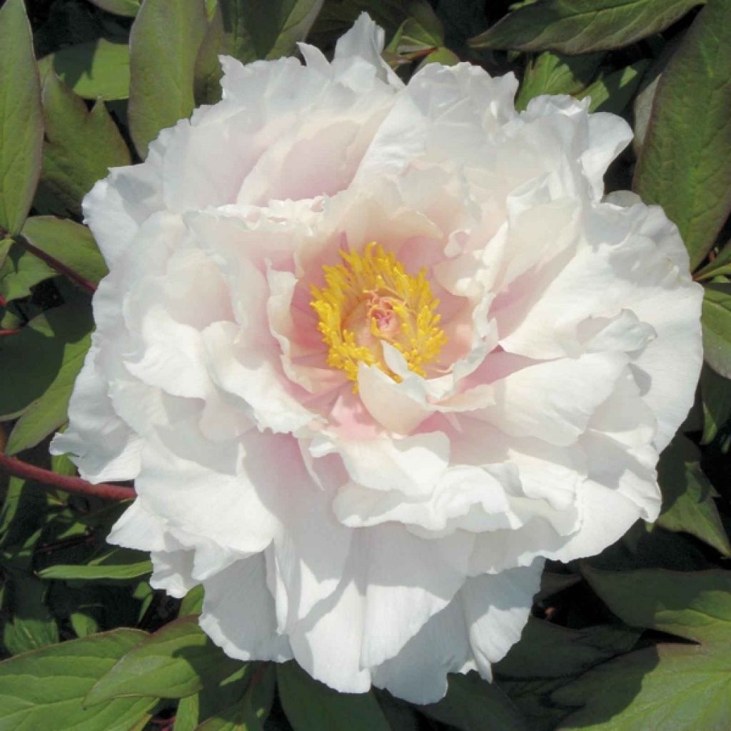 Paeonia suffruticosa White - Tree Peony