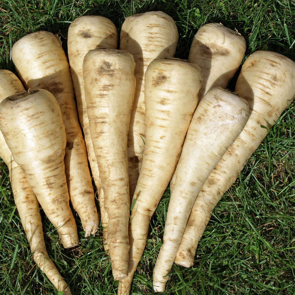 Parsnip Turga - Ferme de Sainte Marthe Seeds