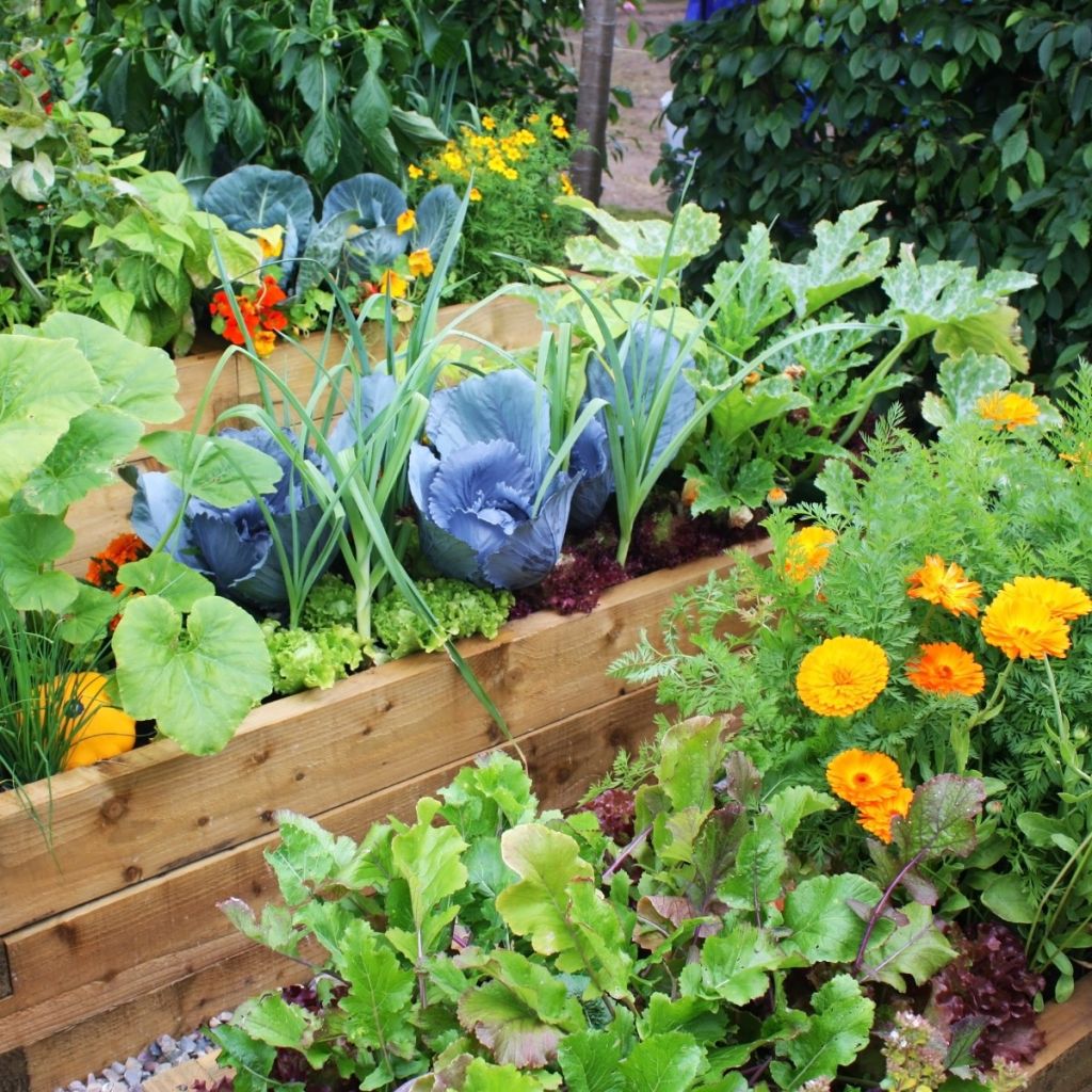 Vegetable and herb seeds Anti-waste basket