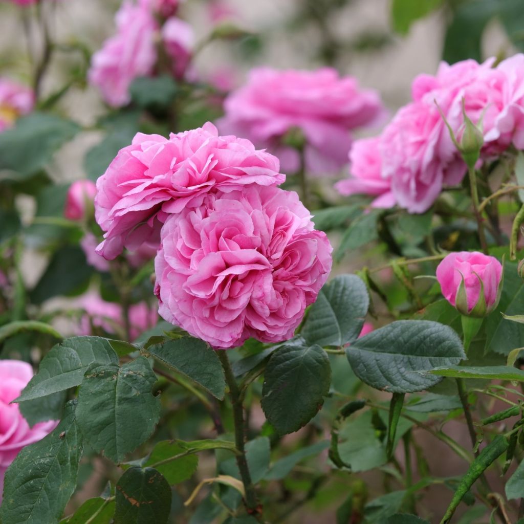 Promesse de Fleurs' anti-waste roses baskets 