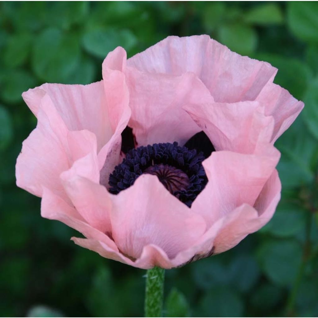 Papaver orientale Prinzessin Victoria Louise - Oriental Poppy